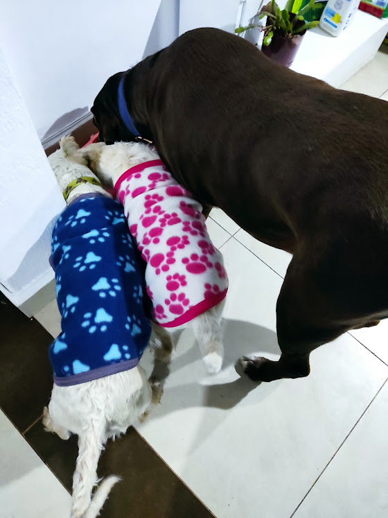 Mi amigo Rufo (Perra vida&nbsp;pt.3)